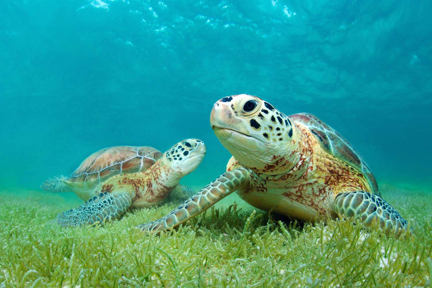 Best Places to See Sea Turtles in Sri Lanka